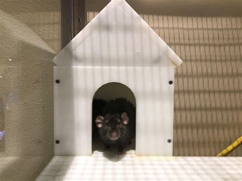 Rat Fort Collins: An Unforgettable Experience